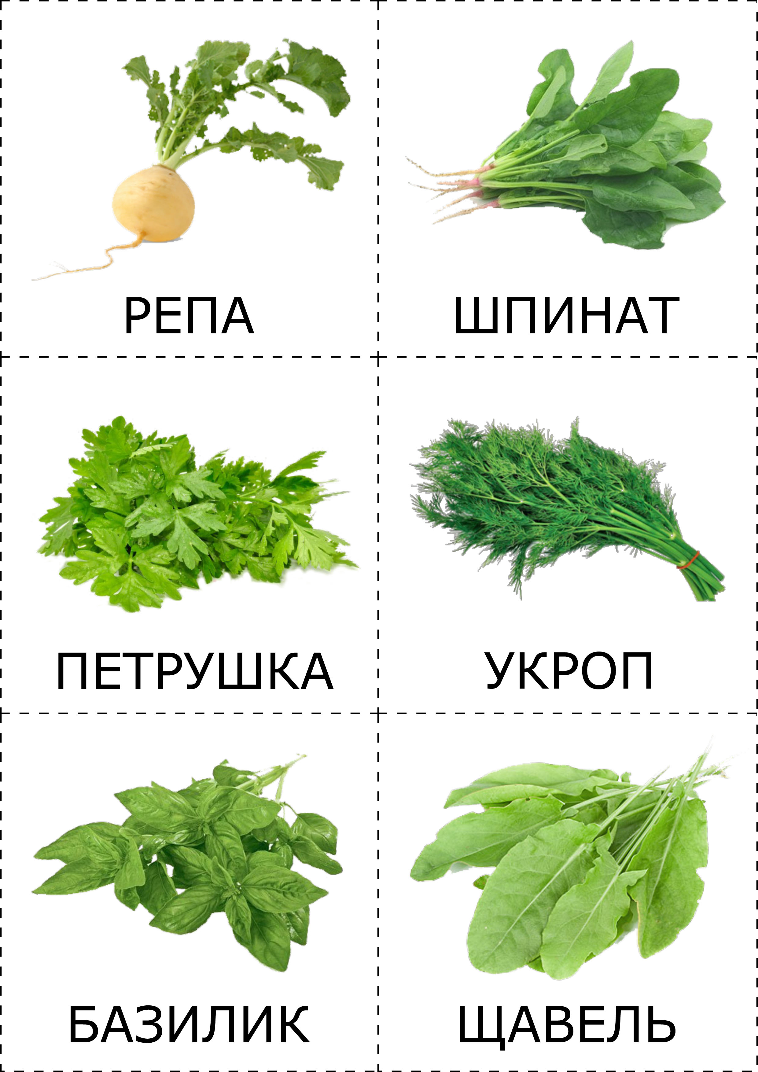 Карточки овощи для детей