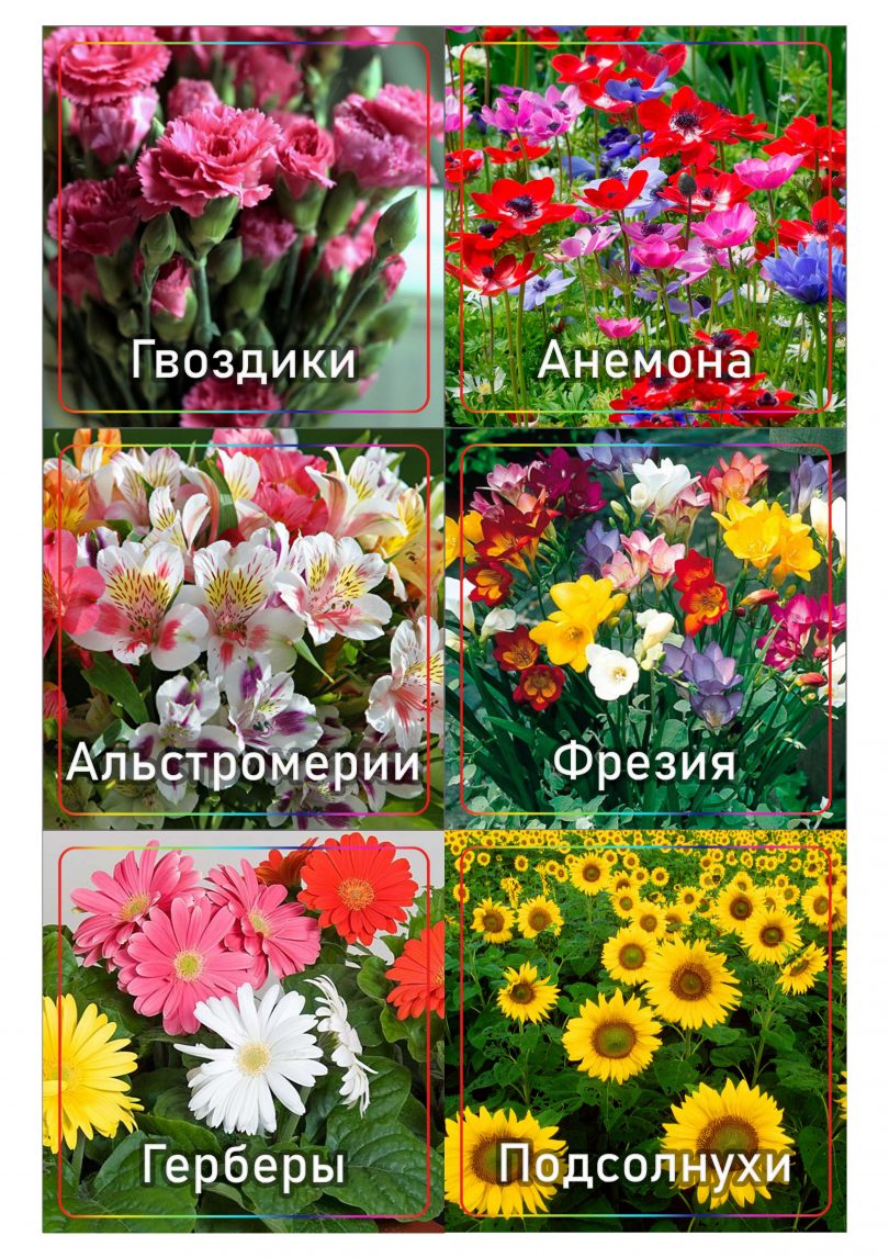 Карточки "Цветы" для детей: распечатать на принтере | SlotObzor.com